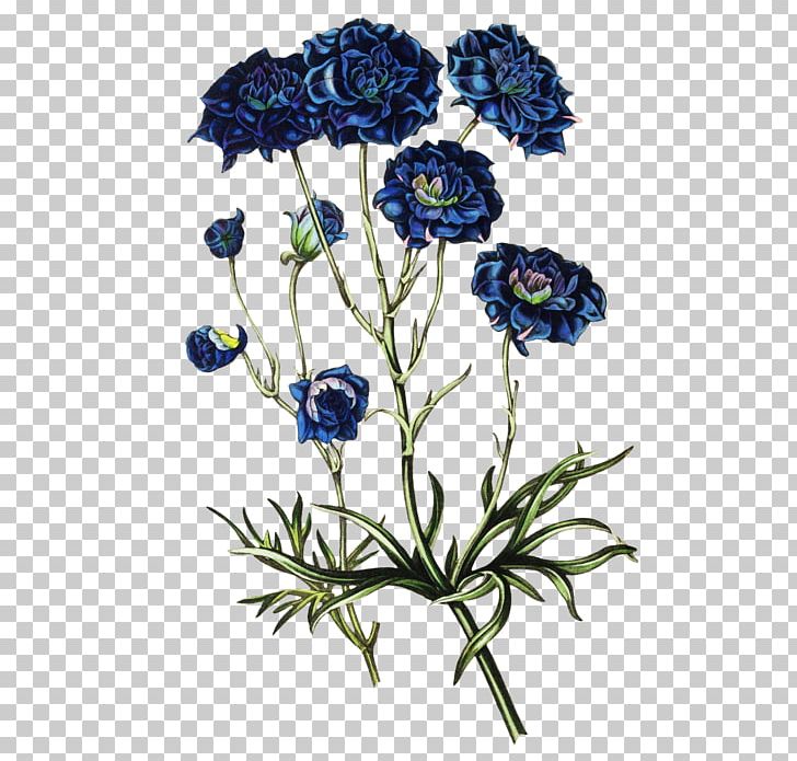 Floral Design Flower PNG, Clipart, Anemone, Annual Plant, Colored Pencil, Cut Flowers, Delphinium Free PNG Download