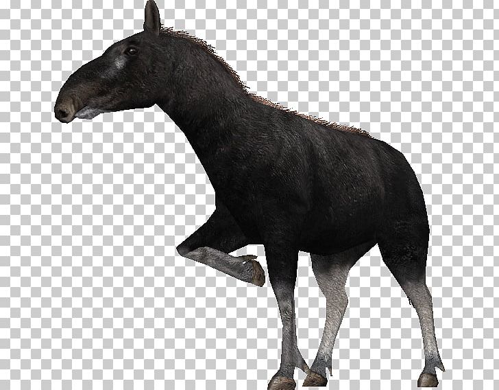 Mule Zoo Tycoon 2 Proboscidipparion Mustang Stallion PNG, Clipart, Computer Software, Donkey, Fauna, Horse, Horse Breed Free PNG Download