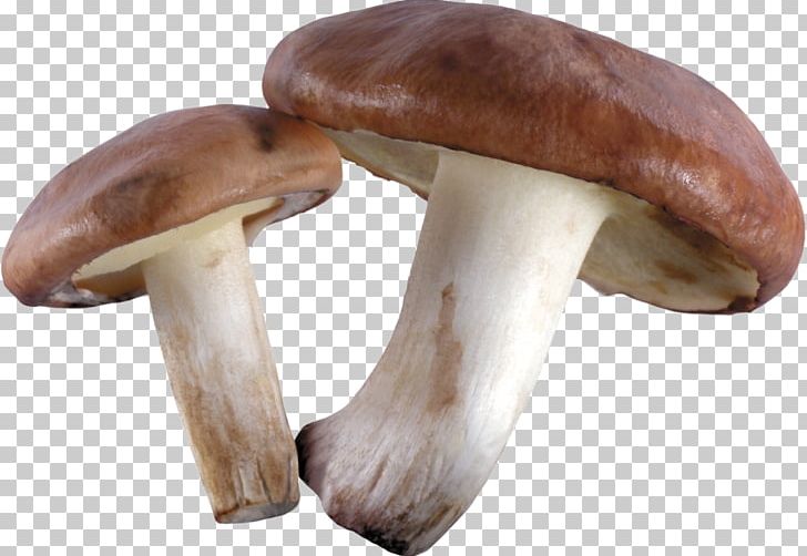 Riyadh Pleurotus Eryngii Car Gulf Cooperation Council Indonesian PNG, Clipart, Abdul Latif Jameel, Car, Company, Customs, Edible Mushroom Free PNG Download