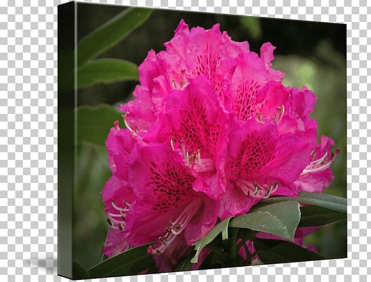 Azalea Rhododendron Pink M Family Annual Plant PNG, Clipart, Annual Plant, Azalea, Ericales, Family, Family Film Free PNG Download