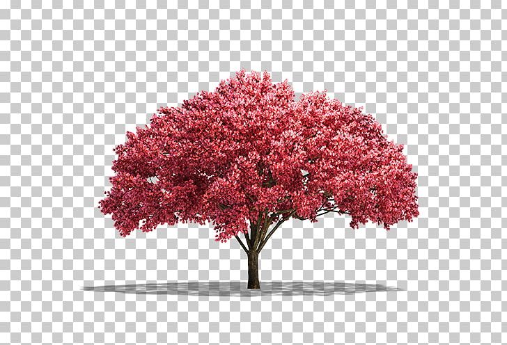 Cherry Blossom Pink M Shrub ST.AU.150 MIN.V.UNC.NR AD PNG, Clipart, Apricot, Blossom, Cherry, Cherry Blossom, Distinct Free PNG Download