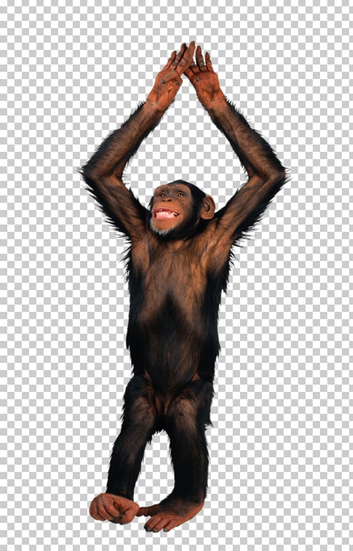 Monkey Chimpanzee File Formats PNG, Clipart, Animals, Arm, Chimpanzee, Common Chimpanzee, Computer Icons Free PNG Download