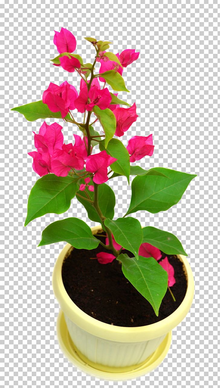 Houseplant Bougainvillea Glabra Vine Flowerpot PNG, Clipart, Annual Plant, Bougainvillea, Bougainvillea Glabra, Fertilisation, Flower Free PNG Download