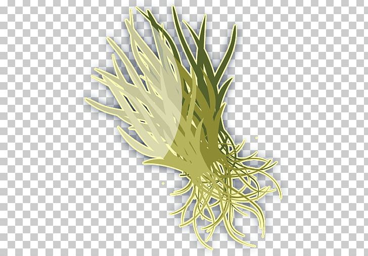 Thalassia Testudinum Seagrass Pasto Marino Benthos PNG, Clipart, Algae, Beak, Benthos, Bird, Coral Free PNG Download