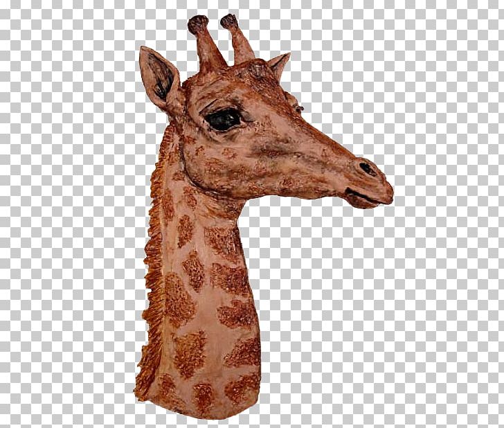Fauna Neck Terrestrial Animal Snout PNG, Clipart, Animal, Fauna, Giraffe, Giraffidae, Head Free PNG Download