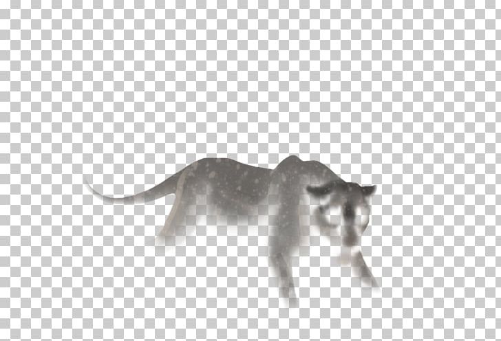 Whiskers Kitten Fauna Snout Puma PNG, Clipart, Animals, Carnivoran, Cat, Cat Like Mammal, Fauna Free PNG Download