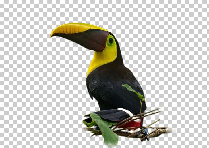 Bird Nom D'oiseau Parakeet Beak Feather PNG, Clipart, Animals, Animated, Beak, Bird, Calendar Free PNG Download