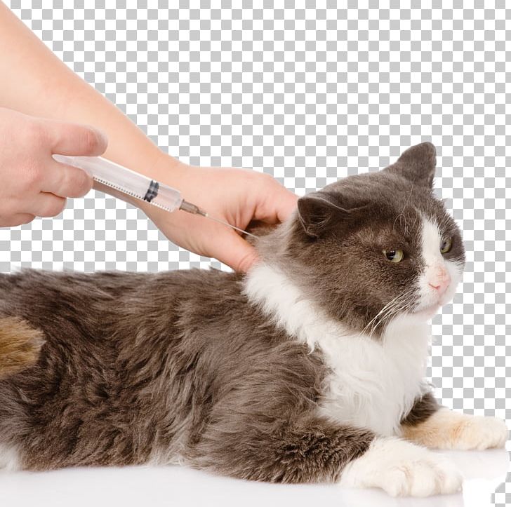 Cat Dog Vaccine Feline Vaccination PNG, Clipart, Animals, Cat, Cat Like Mammal, Disease, Dog Free PNG Download