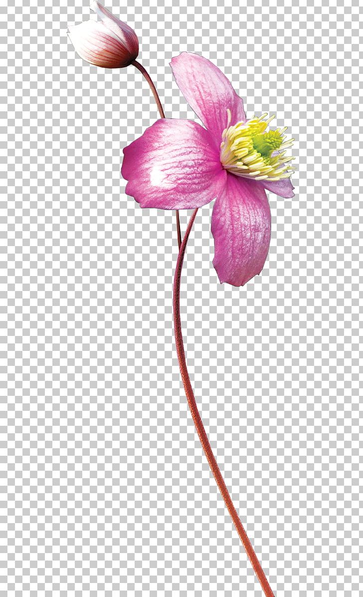 Watercolor Painting Flower PNG, Clipart, Animation, Blossom, Cut Flowers, Flora, Flower Free PNG Download