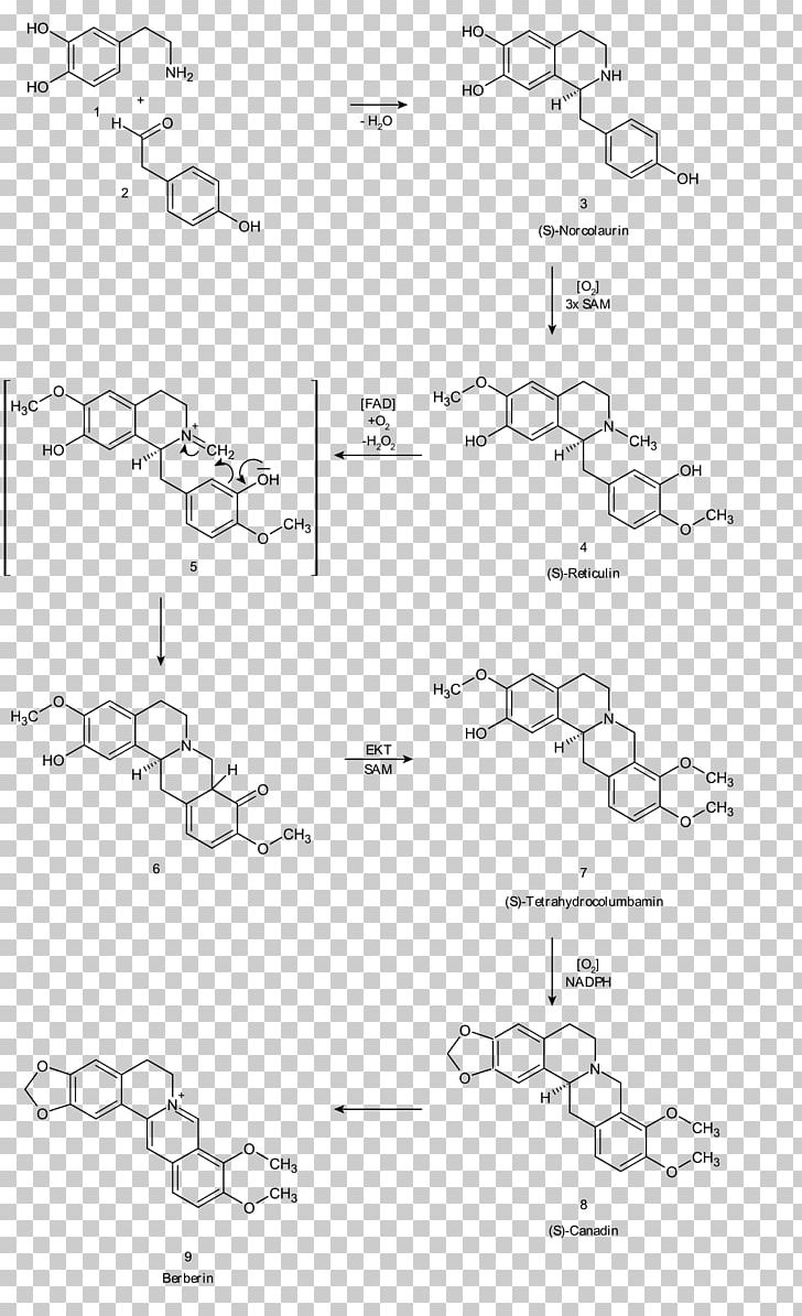 Berberine Atovaquone MRSA Super Bug Alkaloid Pharmaceutical Drug PNG, Clipart, Angle, Antibiotics, Area, Atovaquone, Barberry Free PNG Download