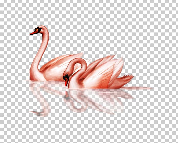 Bird Black Swan Goose PNG, Clipart, Animals, Beak, Bird, Black Swan, Cartoon  Swan Free PNG Download