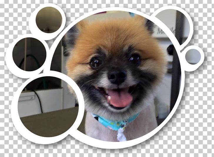 German Spitz Klein Pomeranian Puppy Dog Breed PNG, Clipart, Animals, Breed, Carnivoran, Companion Dog, Dog Free PNG Download