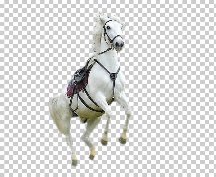 Mustang Bridle Stallion Mare Rein PNG, Clipart, Bridle, Figurine, Halter, Harness Racing, Horse Free PNG Download