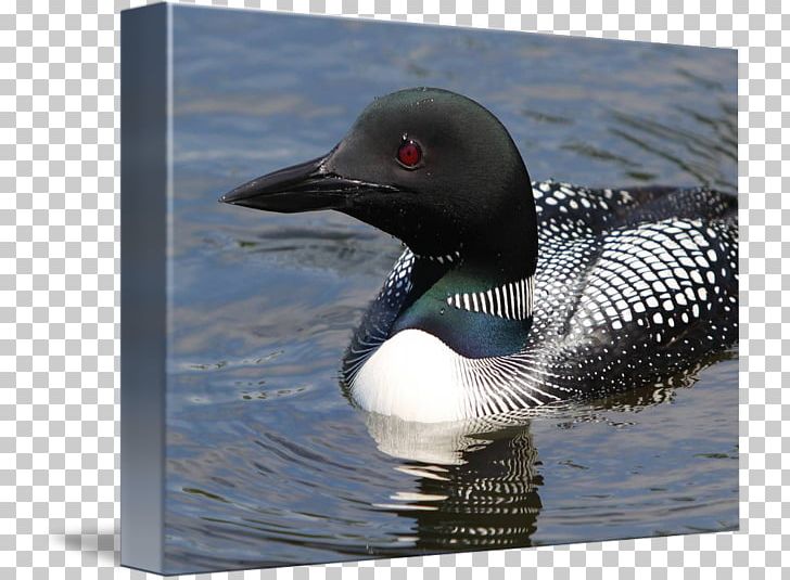 Seaducks Fauna Beak PNG, Clipart, Animals, Beak, Bird, Duck, Ducks Geese And Swans Free PNG Download