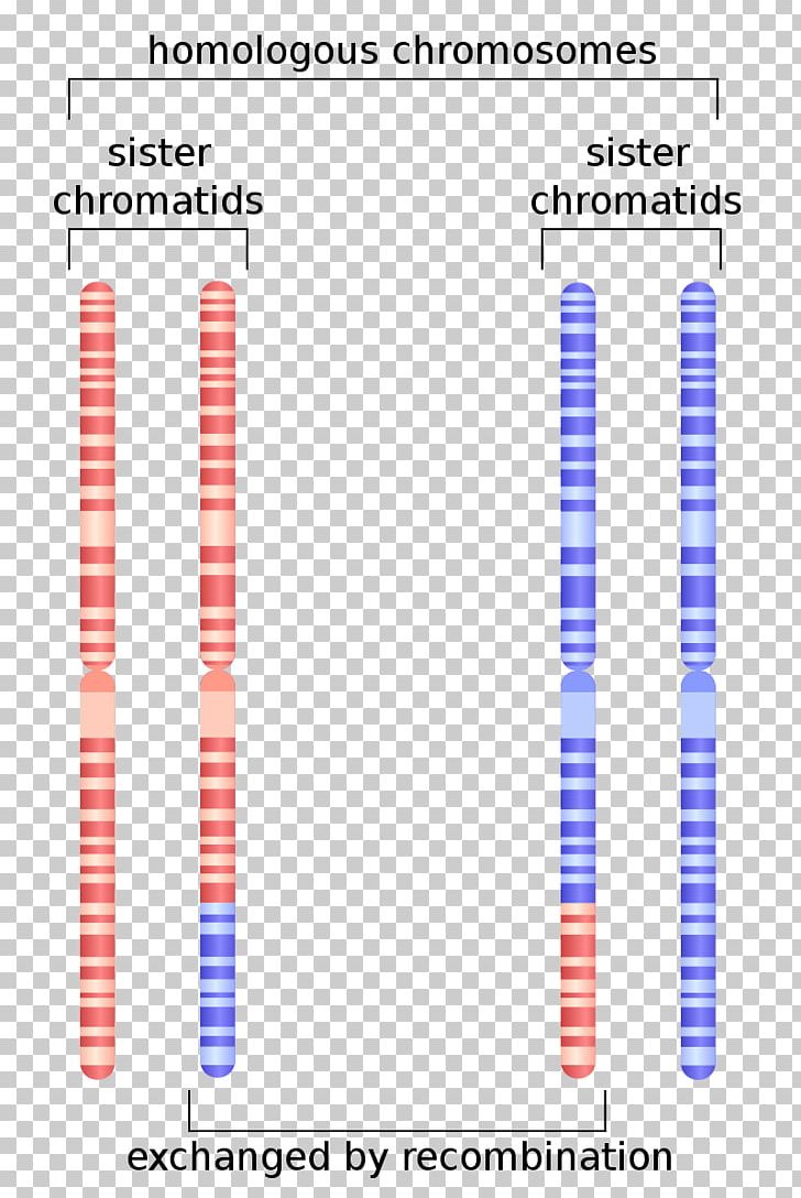 Sister Chromatids Homologous Chromosome Genetic Recombination PNG, Clipart, Anaphase, Angle, Area, Centromere, Chromatid Free PNG Download