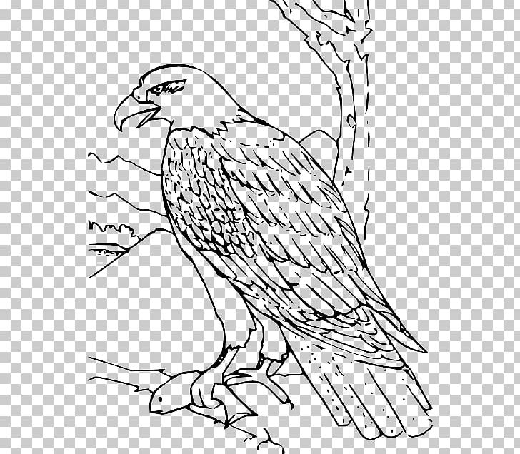 Bald Eagle Coloring Book Drawing PNG, Clipart, Adult, Animal, Art, Bald Eagle, Beak Free PNG Download