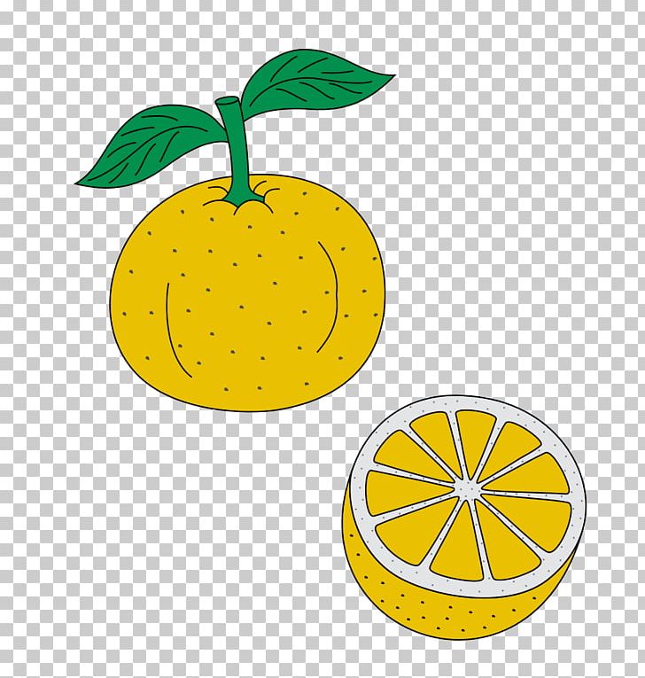 Lemon Citrus Junos Line PNG, Clipart, Citrus, Citrus Junos, Flowering Plant, Food, Fruit Free PNG Download