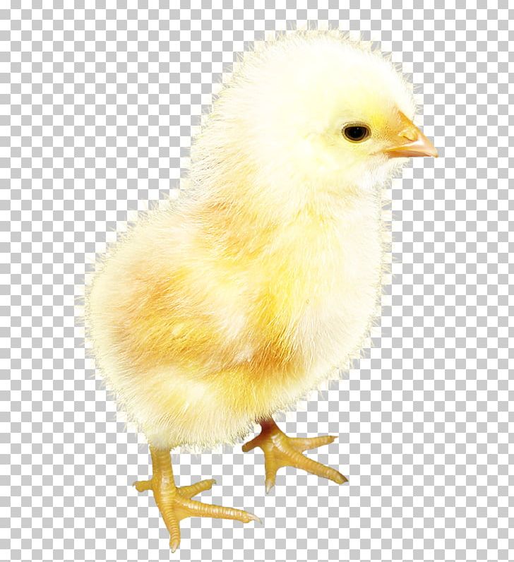 Rooster Chicken Yellow PNG, Clipart, Animal, Animals, Beak, Bird, Chick Free PNG Download