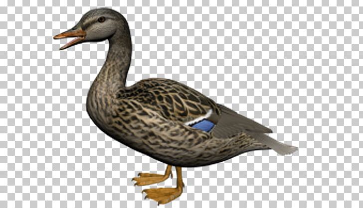 Duck Resolution PNG, Clipart, Animals, Beak, Bird, Black, Brown Background Free PNG Download