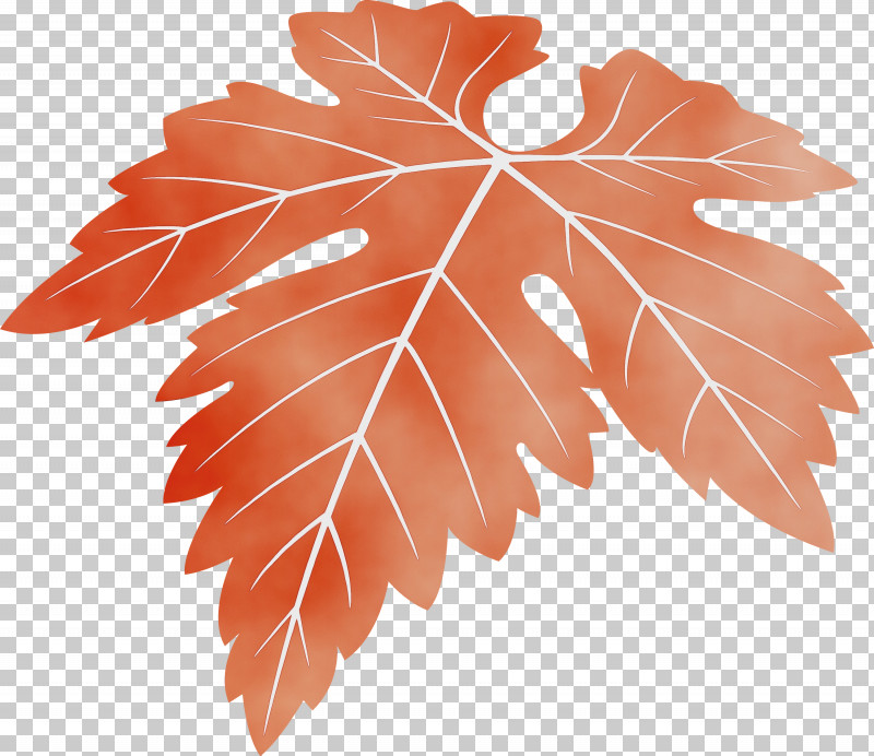 Maple Leaf PNG, Clipart, Black Maple, Flower, Grape Leaves, Grapes Leaf, Leaf Free PNG Download