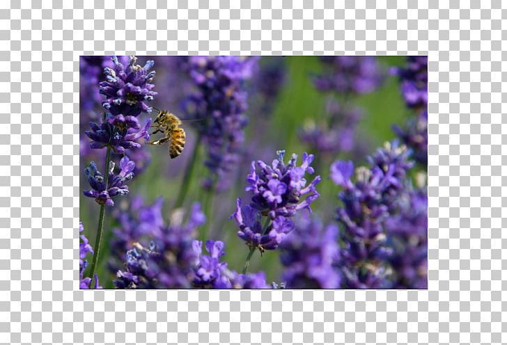 English Lavender French Lavender Honey Bee Common Sage PNG, Clipart, Bee, Bluebonnet, Common Sage, English Lavender, Family Free PNG Download