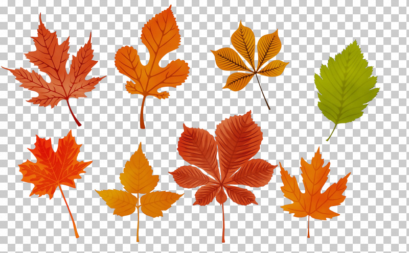 Maple Leaf PNG, Clipart, Biology, Branch, Deciduous, Leaf, Line Free PNG Download