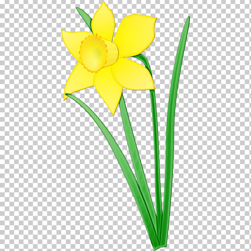 Flower Yellow Petal Plant Narcissus PNG, Clipart, Amaryllis Family, Cut Flowers, Flower, Narcissus, Paint Free PNG Download