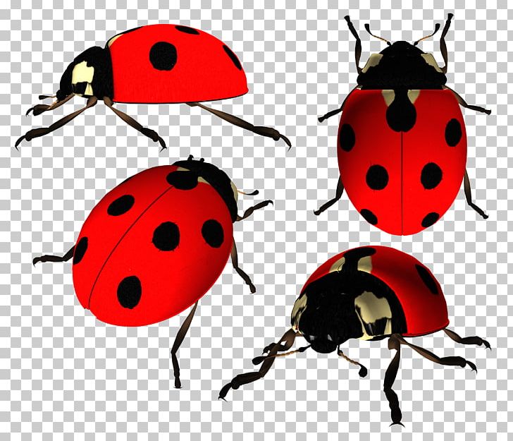 Ladybird Beetle PNG, Clipart, Androidography, Arthropod, Beetle, Believe, Computer Icons Free PNG Download