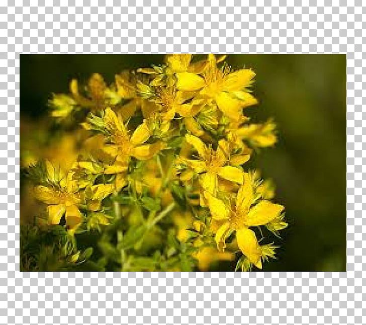 Perforate St John's-wort Antidepressant Herb Cyst Skin PNG, Clipart,  Free PNG Download