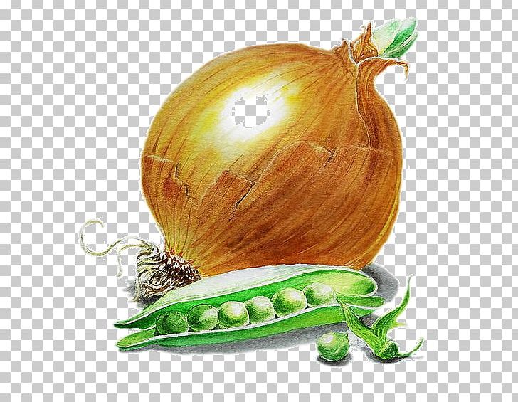Shallot Vegetable Food Vegetarian Cuisine Yellow Onion PNG, Clipart, Art, Commodity, Fine Art, Food, Food Drinks Free PNG Download