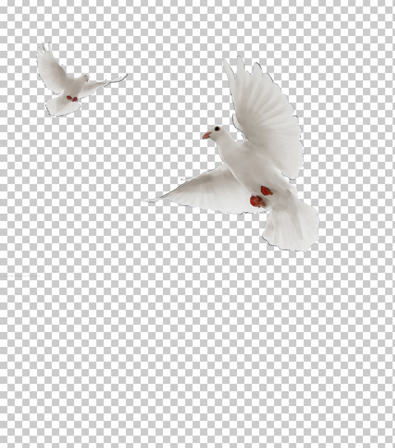Feather PNG, Clipart, Beak, Feather, Paint, Peniel Shin, Typical Pigeons Free PNG Download
