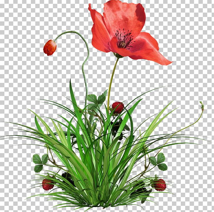 Flower Plant Poppy PNG, Clipart, Anemone, Clip Art, Cut Flowers, Floral Design, Floristry Free PNG Download