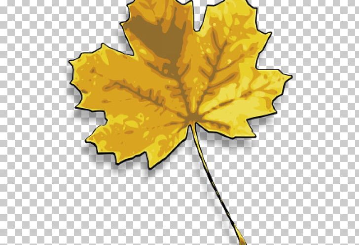 Maple Leaf Yellow Japanese Maple Drawing PNG, Clipart, Computer Icons, Drawing, English Oak, Flowering Plant, Japanese Maple Free PNG Download