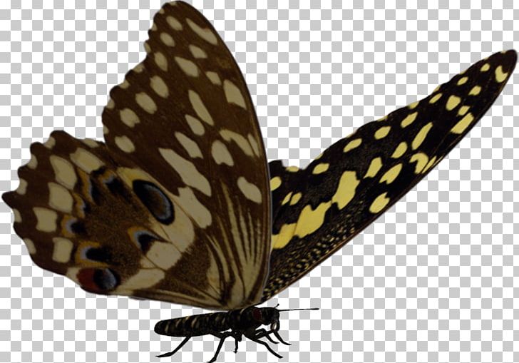 Brush-footed Butterflies Moth Butterfly PNG, Clipart, Arthropod, Brush Footed Butterfly, Butterfly, Fauna, Insect Free PNG Download