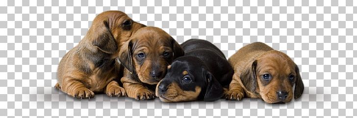 Dachshund Responsive Web Design Pet Sitting Puppy Web Template PNG, Clipart, Carnivoran, Dachshund, Dog, Dog Breed, Dog Daycare Free PNG Download