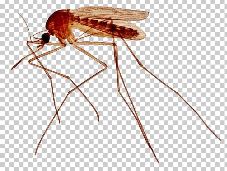 Yellow Fever Mosquito Insect Nematocera Cockroach PNG, Clipart, Aedes, Animal, Arthropod, Cockroach, Fly Free PNG Download