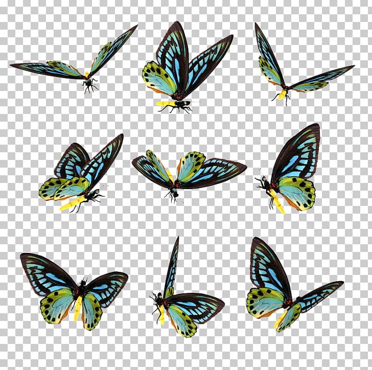 Butterfly Computer Icons Lossless Compression Data Compression PNG, Clipart, Arthropod, Brush Footed Butterfly, Butterfly, Color, Computer Icons Free PNG Download