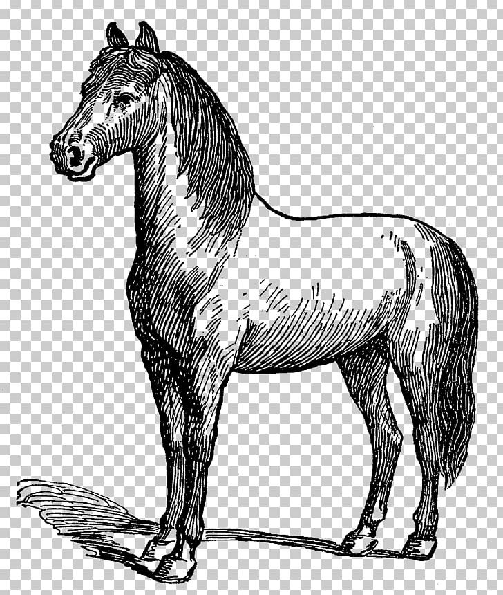Mule Mustang Stallion Pony Foal PNG, Clipart, Art, Colt, Digital Stamp, Drawing, Horse Free PNG Download