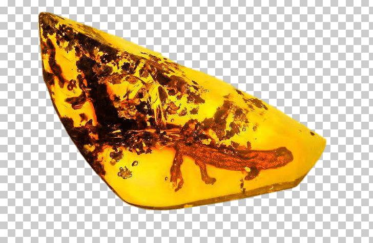 Salamanders In Folklore Amber Fire Salamander Warhammer 40 PNG, Clipart, Amber, Amphibian, Animals, Fire Salamander, Jurassic Park Free PNG Download