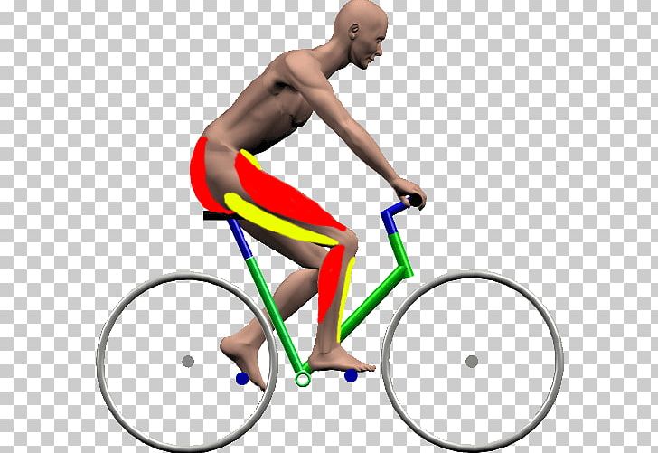 Cycling Bicycle Frames Bicycle Wheels Muscular System PNG, Clipart, Area, Arm, Bicycle, Bicycle, Bicycle Accessory Free PNG Download