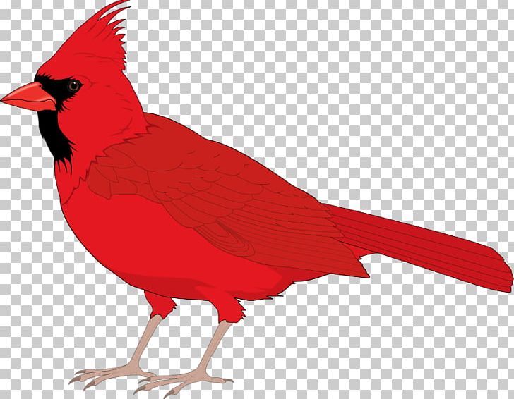 Northern Cardinal St. Louis Cardinals PNG, Clipart, Beak, Bird, Blog, Cardinal, Chicken Free PNG Download