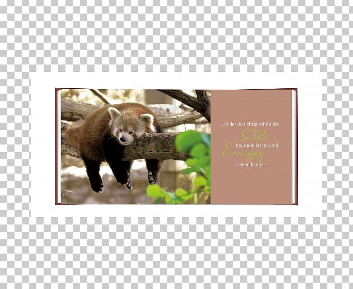 Singalila National Park Darjeeling Red Panda Giant Panda Singalila Ridge PNG, Clipart, Animal, Animals, Bear, Carnivoran, Darjeeling Free PNG Download
