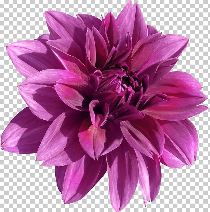 Cut Flowers Aster Daisy Family Seed PNG, Clipart, Annual Plant, Aster, Chrysanths, Cut Flowers, Dahlia Free PNG Download