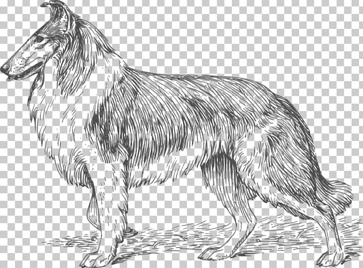 Rough Collie Border Collie Smooth Collie Bloodhound Puppy PNG, Clipart, Ame, Animals, Artwork, Black And White, Bloodhound Free PNG Download