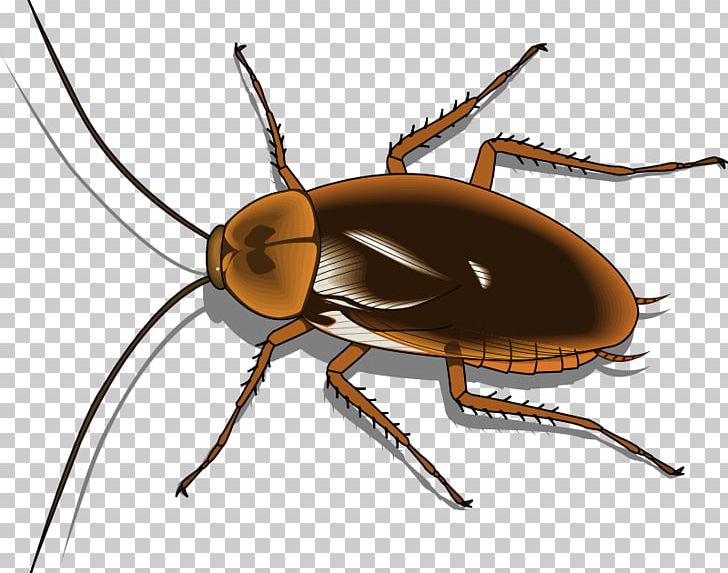 Cockroach Free Content PNG, Clipart, American Cockroach, Arthropod, Beetle, Cockroach, Computer Free PNG Download
