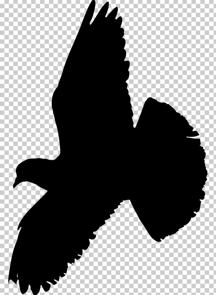 Columbidae Indian Fantail Fantail Pigeon Bird Squab PNG, Clipart, Animal, Animals, Beak, Bird, Bird Flight Free PNG Download