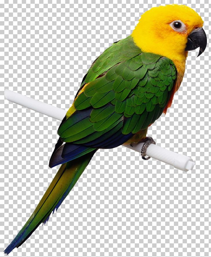 Companion Parrot Bird Cockatiel Toy PNG, Clipart, Animals, Beak, Bird, Birdcage, Cage Free PNG Download