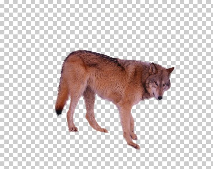 Dog Breed Irish Wolfhound Coyote Dhole PNG, Clipart, Animal, Canidae, Carnivoran, Coyote, Dhole Free PNG Download