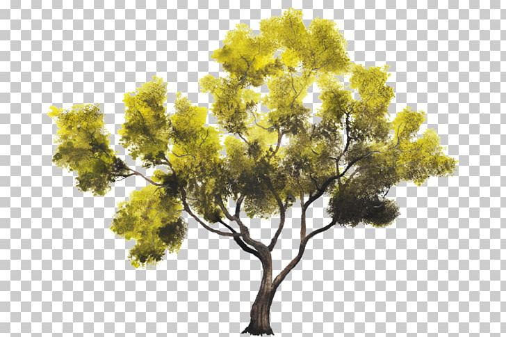 Tree Nanche Woody Plant Crown PNG, Clipart, Arboles, Branch, Conifer, Conifers, Crown Free PNG Download