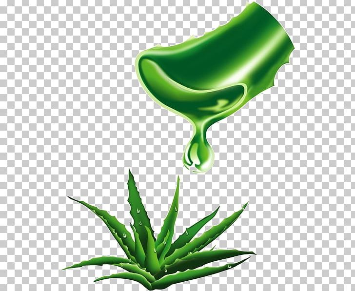 Aloe Vera Extract Plant Lipstick Forever Living Products PNG, Clipart, Aloe, Aloe Leaf, Aloe Vera, Aloin, Background Green Free PNG Download